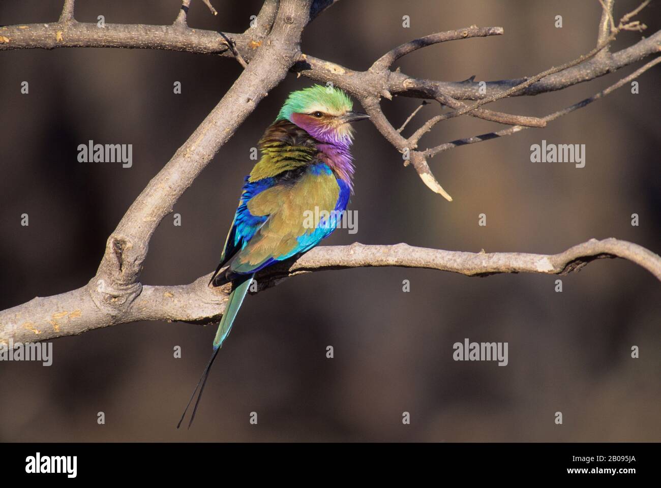 BOTSWANA, DELTA D'OKAVANGO, RÉSERVE NATURELLE DE MOREMI, ROULEAU DROIT LILAS Banque D'Images