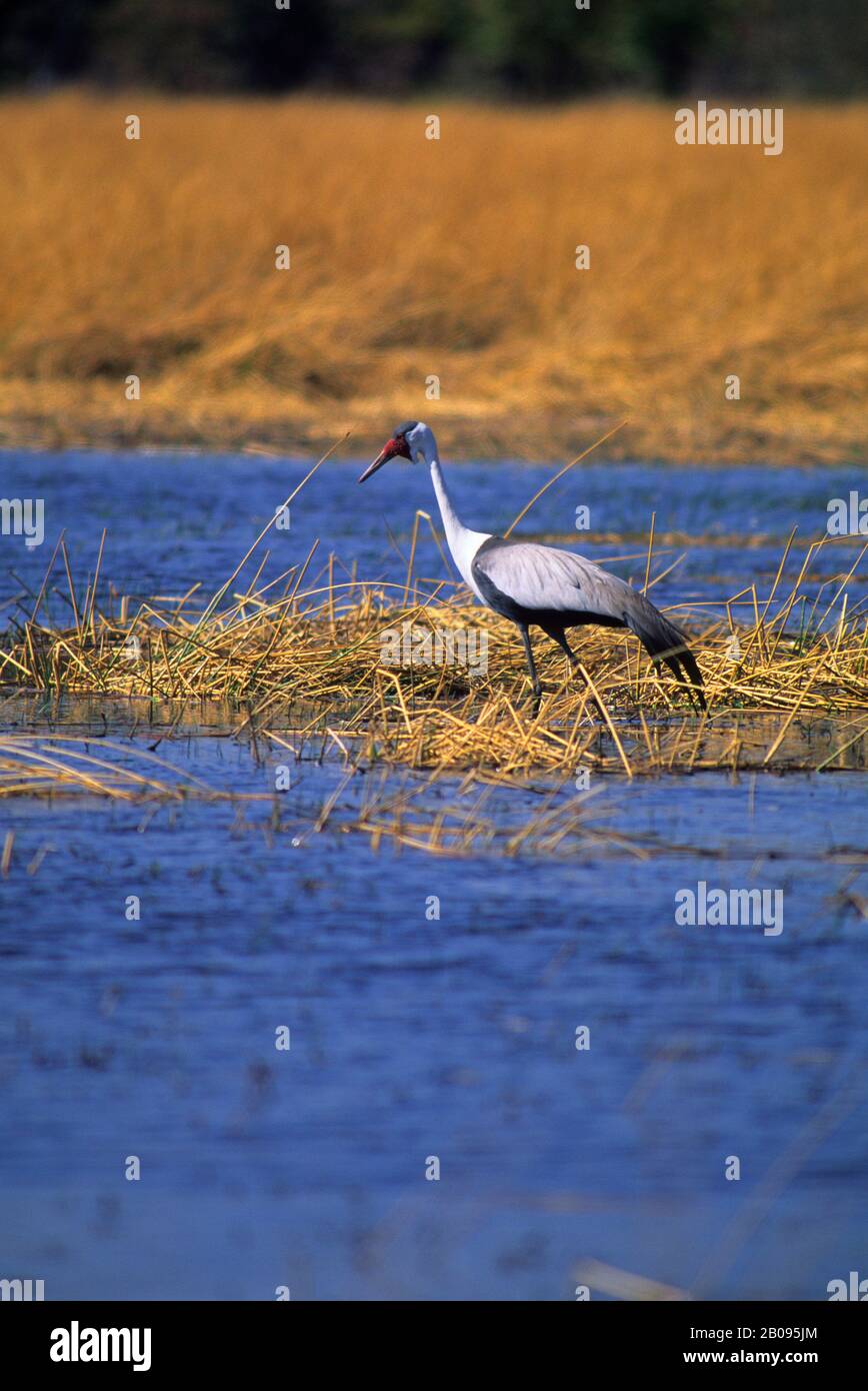 BOTSWANA, DELTA D'OKAVANGO, RÉSERVE FAUNIQUE DE MOREMI, GRUE À WATTLED, ESPÈCES EN VOIE DE DISPARITION Banque D'Images BOTSWANA, DELTA D'OKAVANGO, RÉSERVE FAUNIQUE DE MOREMI, GRUE À WATTLED, ESPÈCES EN VOIE DE DISPARITION Banque D'Images