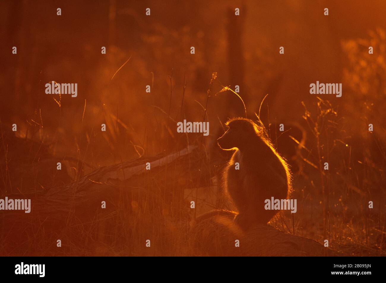 BOTSWANA, DELTA D'OKAVANGO, RÉSERVE NATURELLE DE MOREMI, BABOUONS CHACMA, RÉTROÉCLAIRÉ Banque D'Images