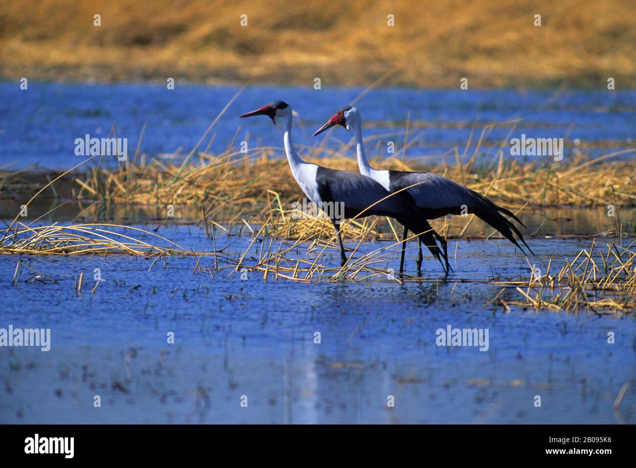 BOTSWANA, DELTA D'OKAVANGO, RÉSERVE FAUNIQUE DE MOREMI, GRUES À WATTLED, ESPÈCES EN VOIE DE DISPARITION Banque D'Images BOTSWANA, DELTA D'OKAVANGO, RÉSERVE FAUNIQUE DE MOREMI, GRUES À WATTLED, ESPÈCES EN VOIE DE DISPARITION Banque D'Images
