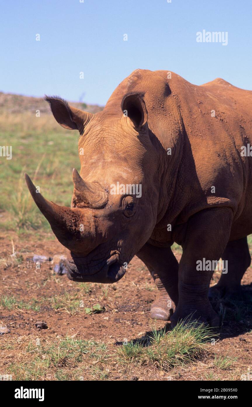 AFRIQUE DU SUD, PRÈS DE JOHANNESBURG, RHINO BLANC (ESPÈCES EN VOIE DE DISPARITION) Banque D'Images AFRIQUE DU SUD, PRÈS DE JOHANNESBURG, RHINO BLANC (ESPÈCES EN VOIE DE DISPARITION) Banque D'Images