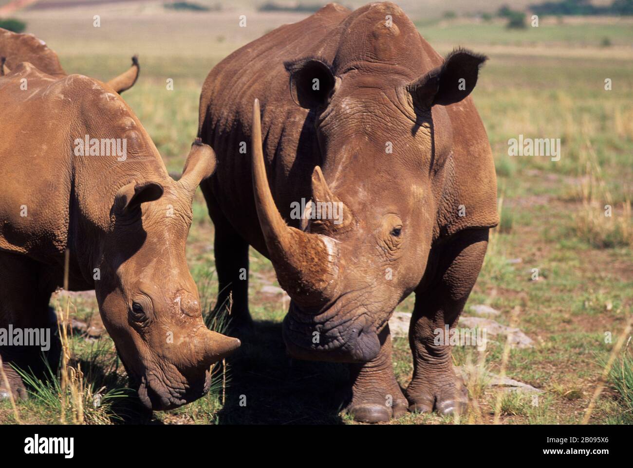AFRIQUE DU SUD, PRÈS DE JOHANNESBURG, RHINOCÉROS BLANCS (ESPÈCES EN VOIE DE DISPARITION) Banque D'Images AFRIQUE DU SUD, PRÈS DE JOHANNESBURG, RHINOCÉROS BLANCS (ESPÈCES EN VOIE DE DISPARITION) Banque D'Images