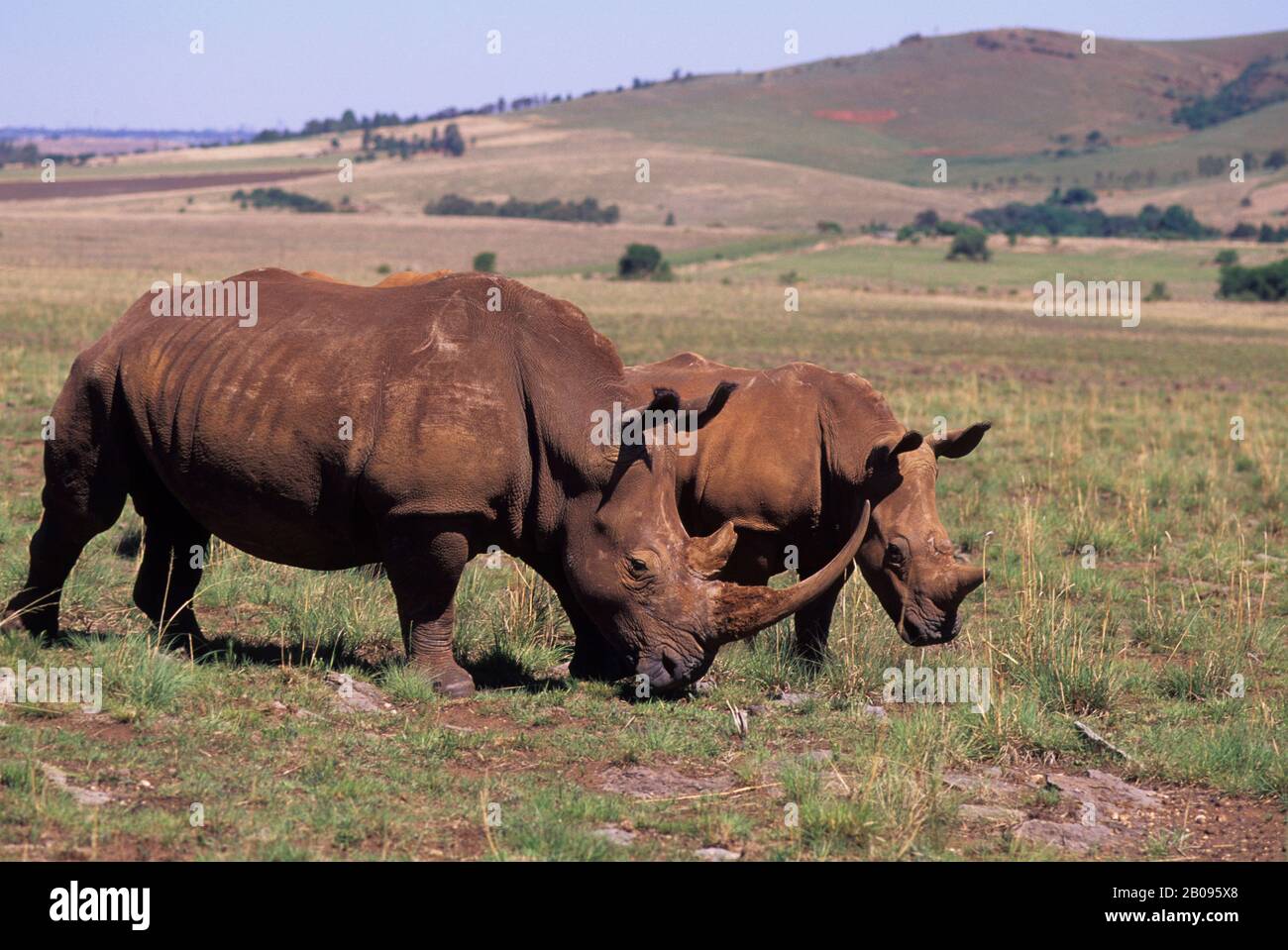 AFRIQUE DU SUD, PRÈS DE JOHANNESBURG, RHINOCÉROS BLANCS (ESPÈCES EN VOIE DE DISPARITION) Banque D'Images AFRIQUE DU SUD, PRÈS DE JOHANNESBURG, RHINOCÉROS BLANCS (ESPÈCES EN VOIE DE DISPARITION) Banque D'Images