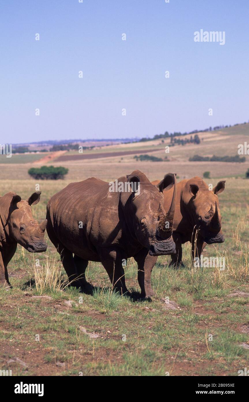 AFRIQUE DU SUD, PRÈS DE JOHANNESBURG, RHINOCÉROS BLANCS (ESPÈCES EN VOIE DE DISPARITION) Banque D'Images AFRIQUE DU SUD, PRÈS DE JOHANNESBURG, RHINOCÉROS BLANCS (ESPÈCES EN VOIE DE DISPARITION) Banque D'Images
