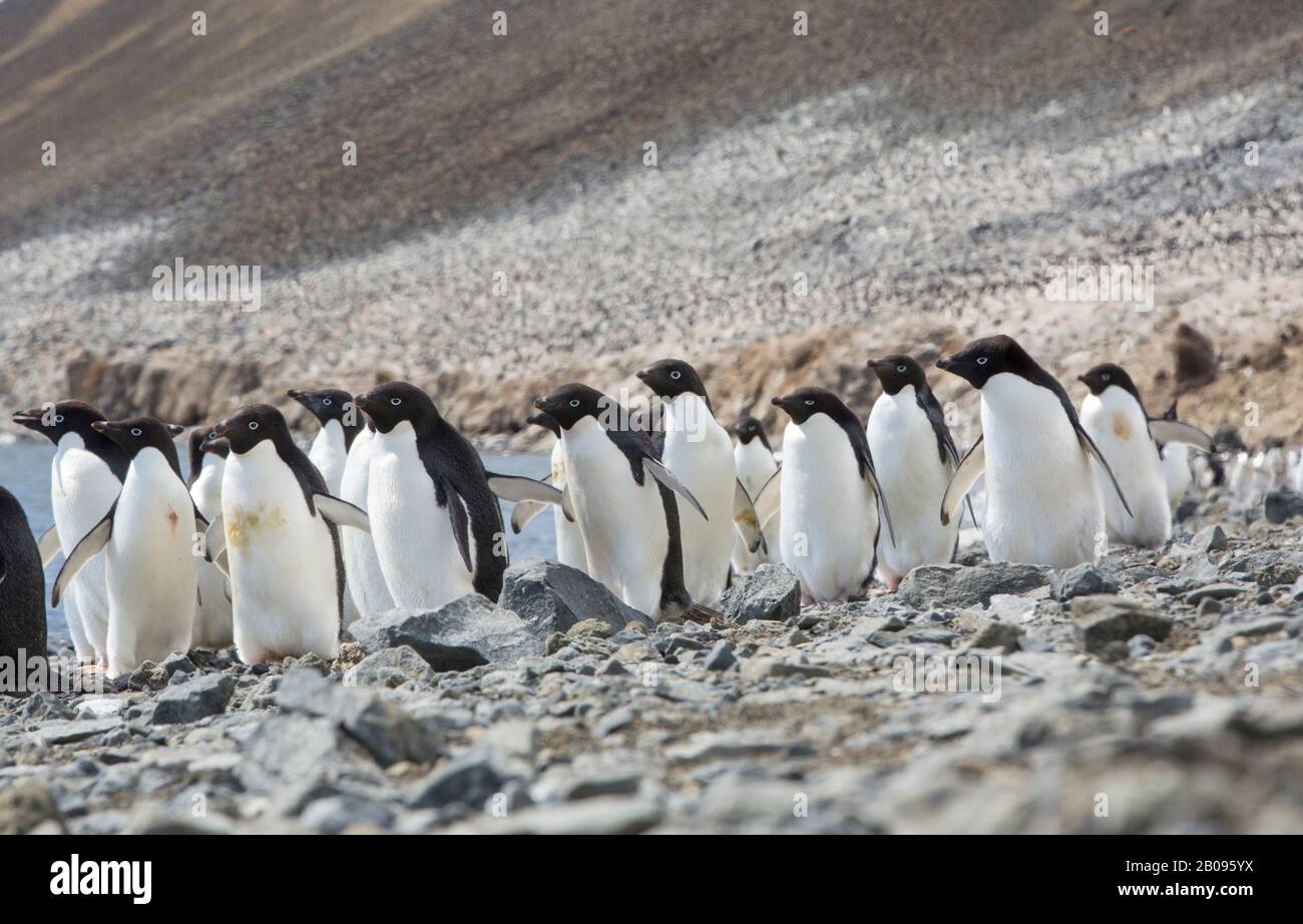 Adélie Penguin, Pygoscelis adeliae sur l'île du diable, dans le groupe de l'île James Ross au large de la pointe nord-est de la péninsule antarctique. Banque D'Images