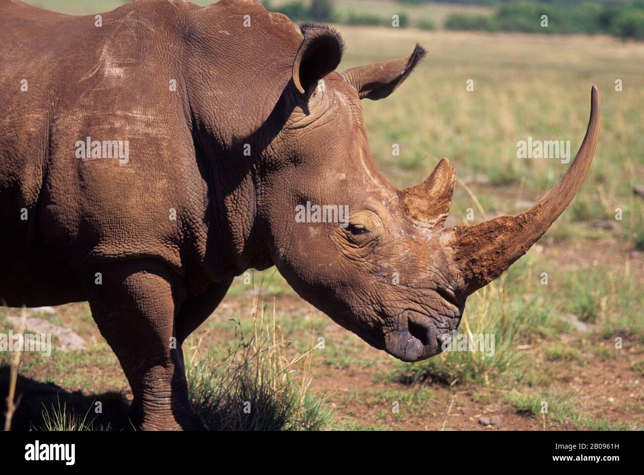 AFRIQUE DU SUD, PRÈS DE JOHANNESBURG, RHINO BLANC (ESPÈCES EN VOIE DE DISPARITION), GROS PLAN Banque D'Images AFRIQUE DU SUD, PRÈS DE JOHANNESBURG, RHINO BLANC (ESPÈCES EN VOIE DE DISPARITION), GROS PLAN Banque D'Images
