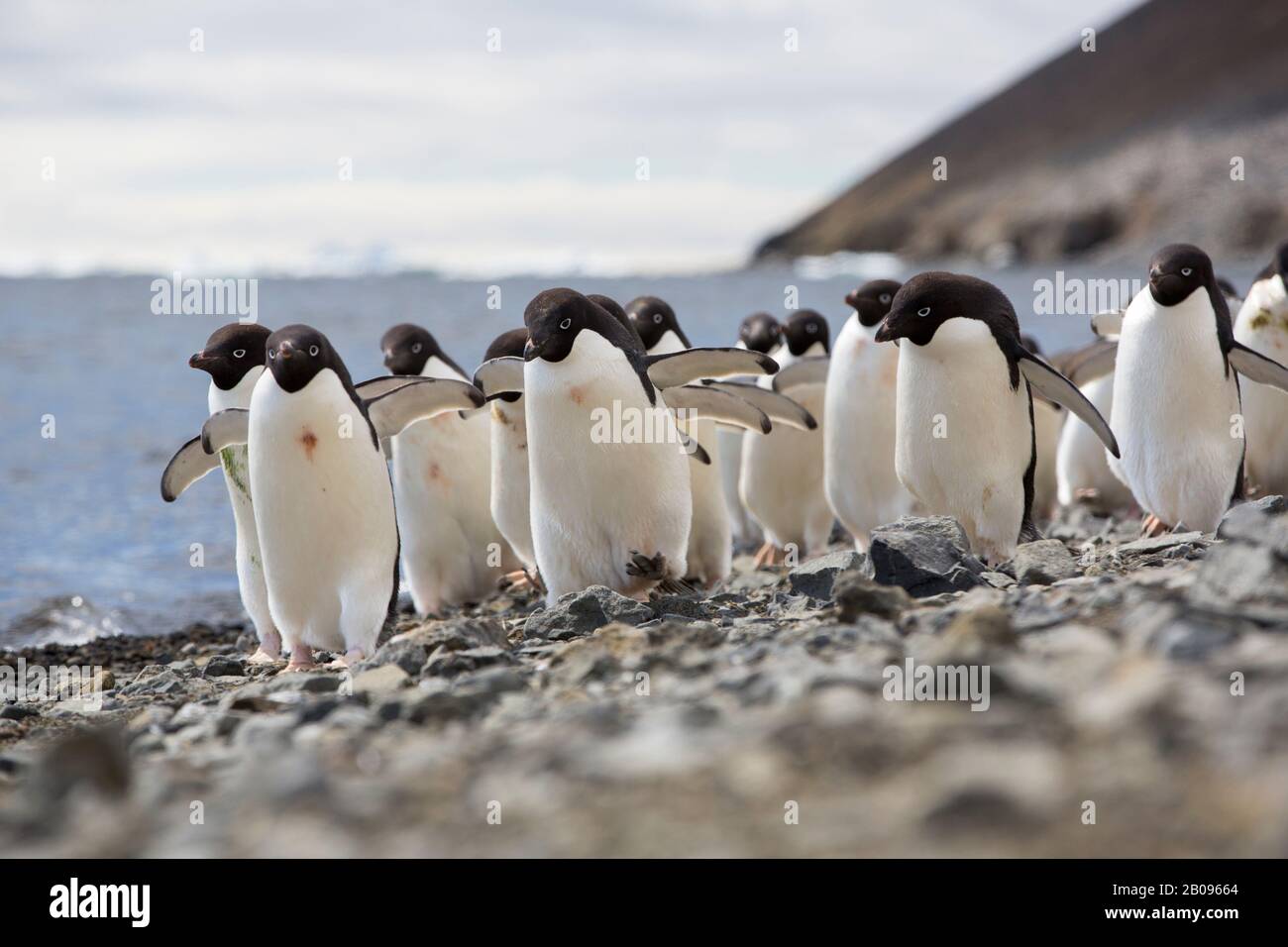 Adélie Penguin, Pygoscelis adeliae sur l'île du diable, dans le groupe de l'île James Ross au large de la pointe nord-est de la péninsule antarctique. Banque D'Images