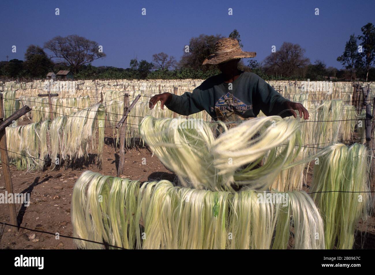 MADAGASCAR, BERENTY, PRODUCTION DE SISAL, FIBRES VÉGÉTALES AGAVE SÉCHÉES AU SOLEIL Banque D'Images