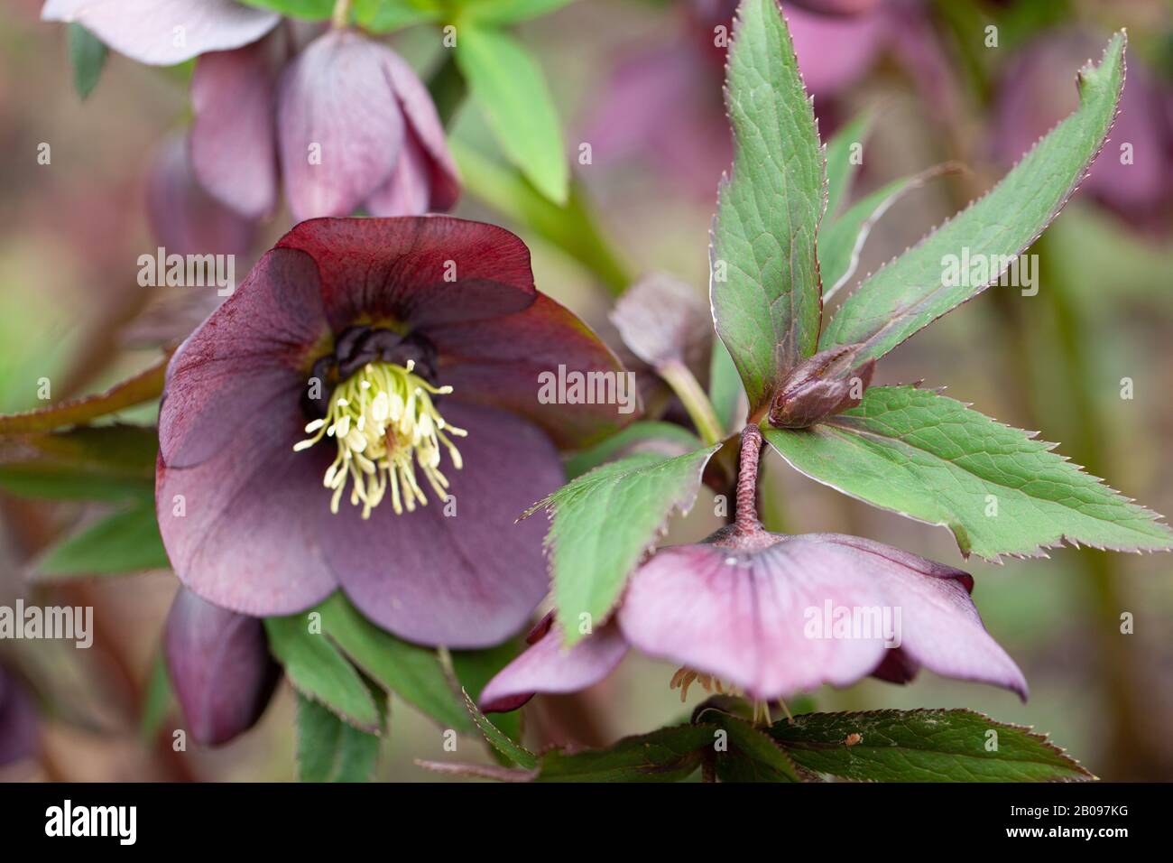 Les fleurs pourpres et enfumées de Helleborus orientalis ‘bleu clef’ dans un jardin britannique. Copyspace . Banque D'Images