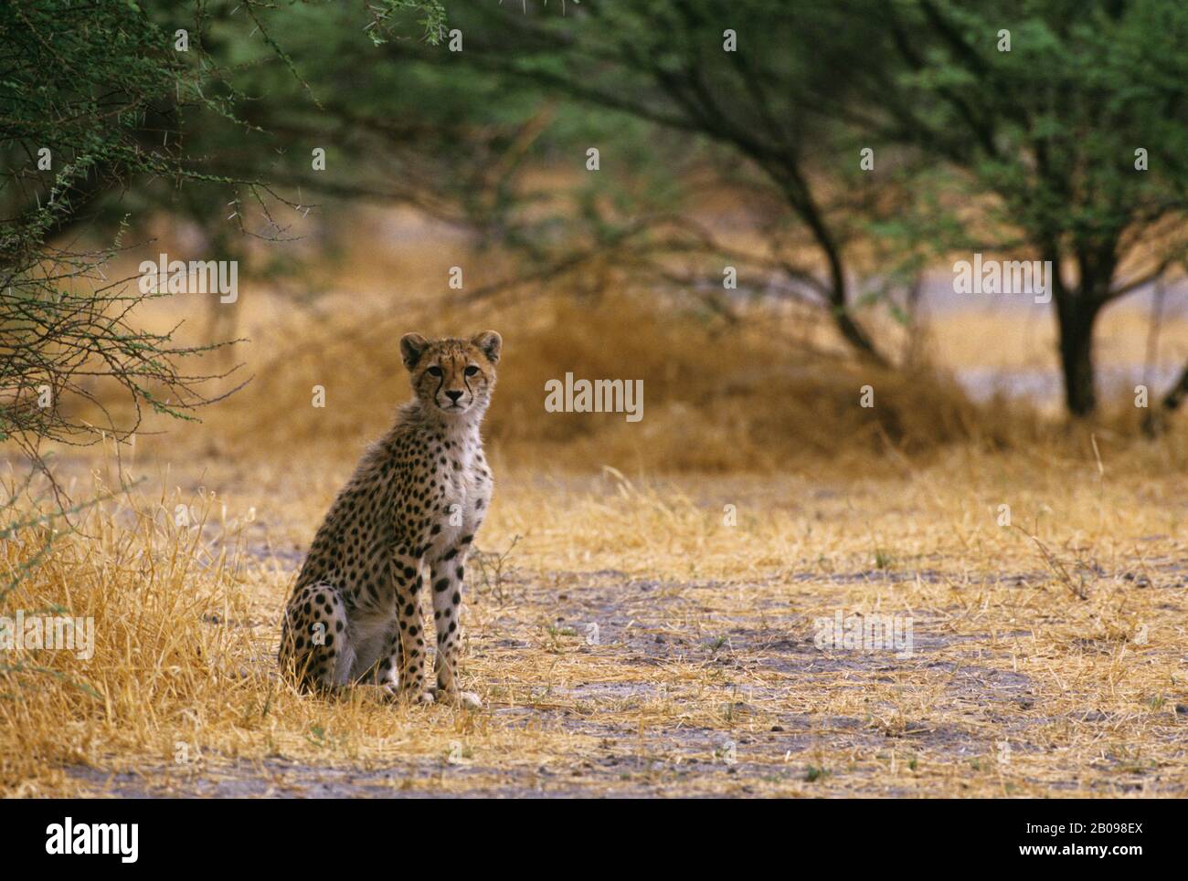 BOTSWANA, DELTA D'OKAVANGO, ÎLE MOMBO, CHETAH CUB Banque D'Images