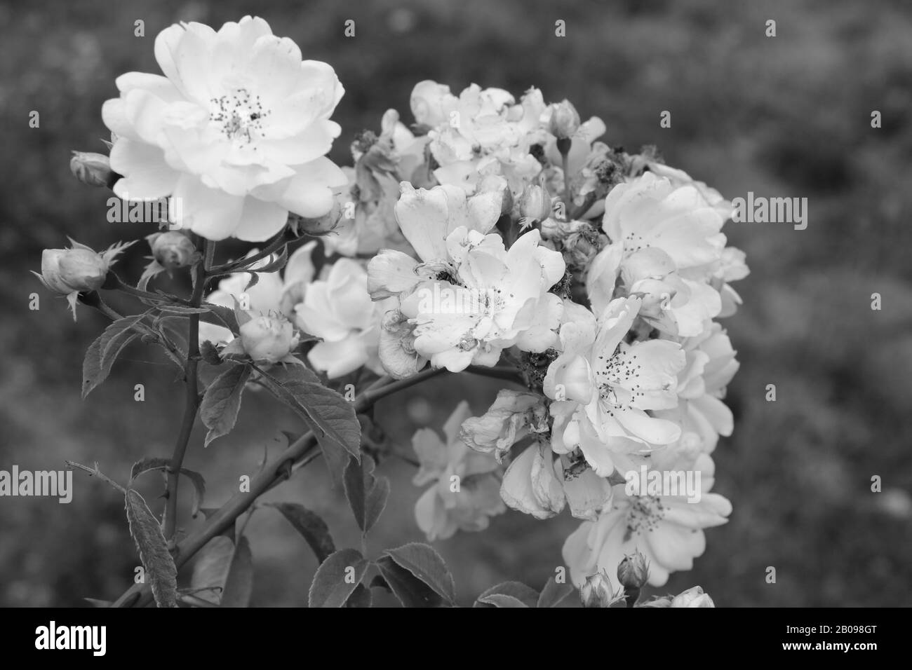 Boutons de roses dans le jardin photo noir et blanc Banque D'Images