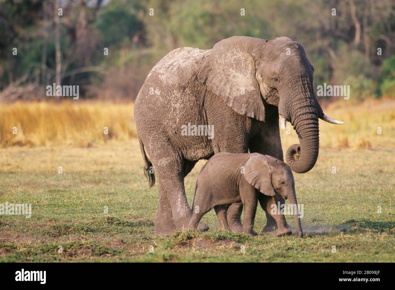 BOTSWANA, DELTA D'OKAVANGO, MOMBO EST., MÈRE D'ÉLÉPHANT AVEC BÉBÉ Banque D'Images