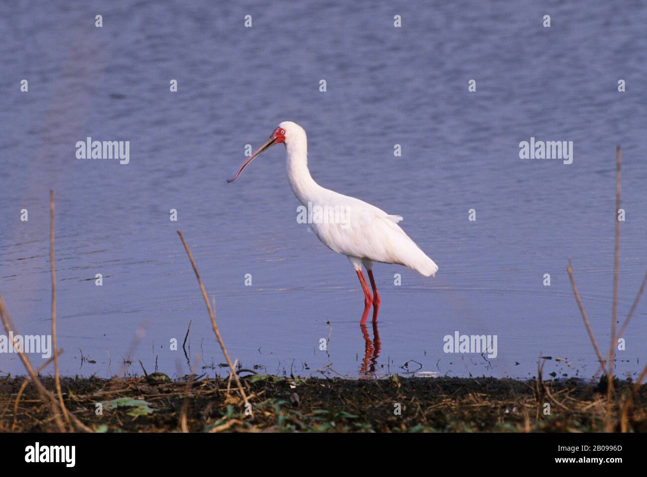 BOTSWANA, DELTA D'OKAVANGO, ÎLE MOMBO, SPOONBILL AFRICAIN Banque D'Images