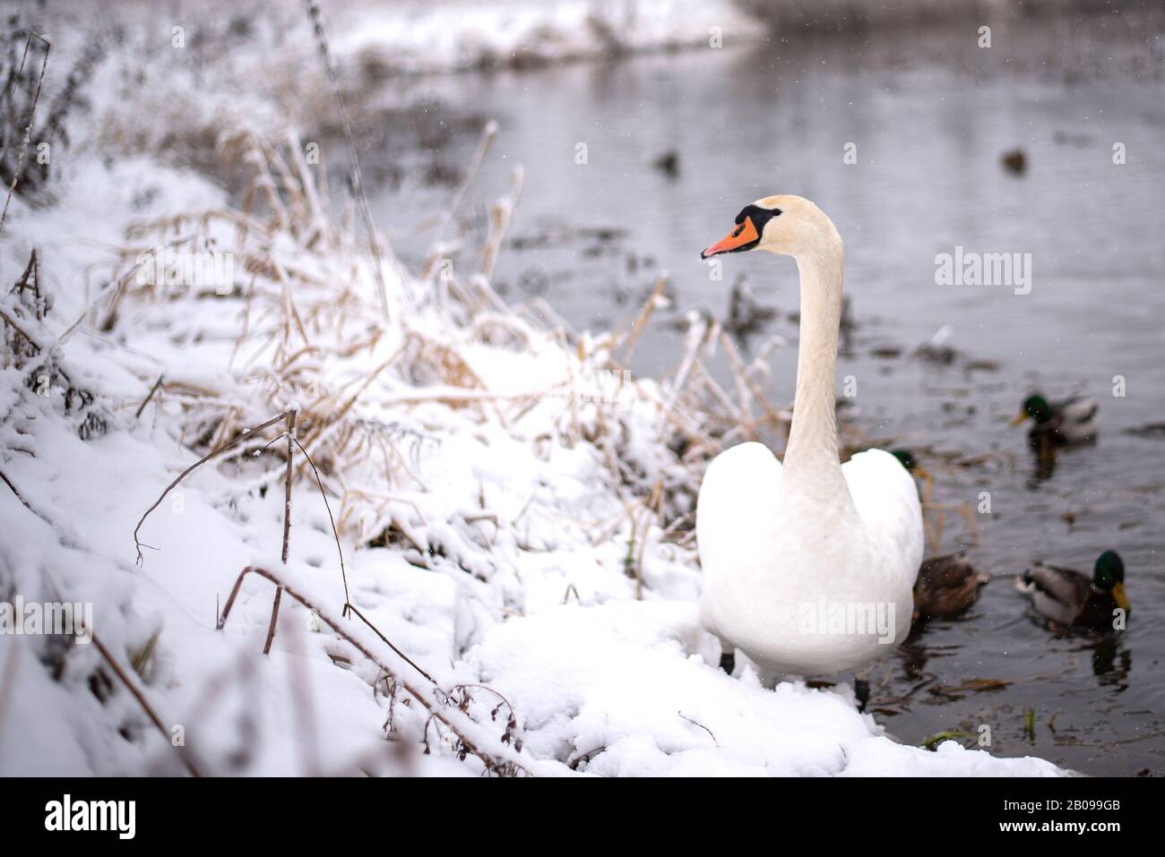 Nains sur le lac, avec poussins, en hiver. Banque D'Images