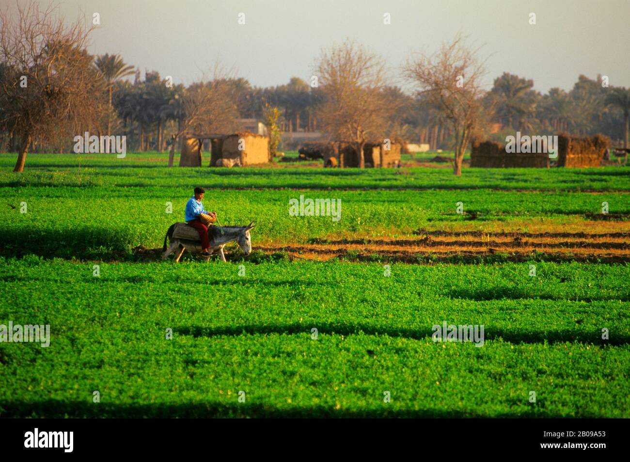EGYPTE, PRÈS DU CAIRE, CHAMPS DE LUZERNE, GARÇON SUR ÂNE Banque D'Images