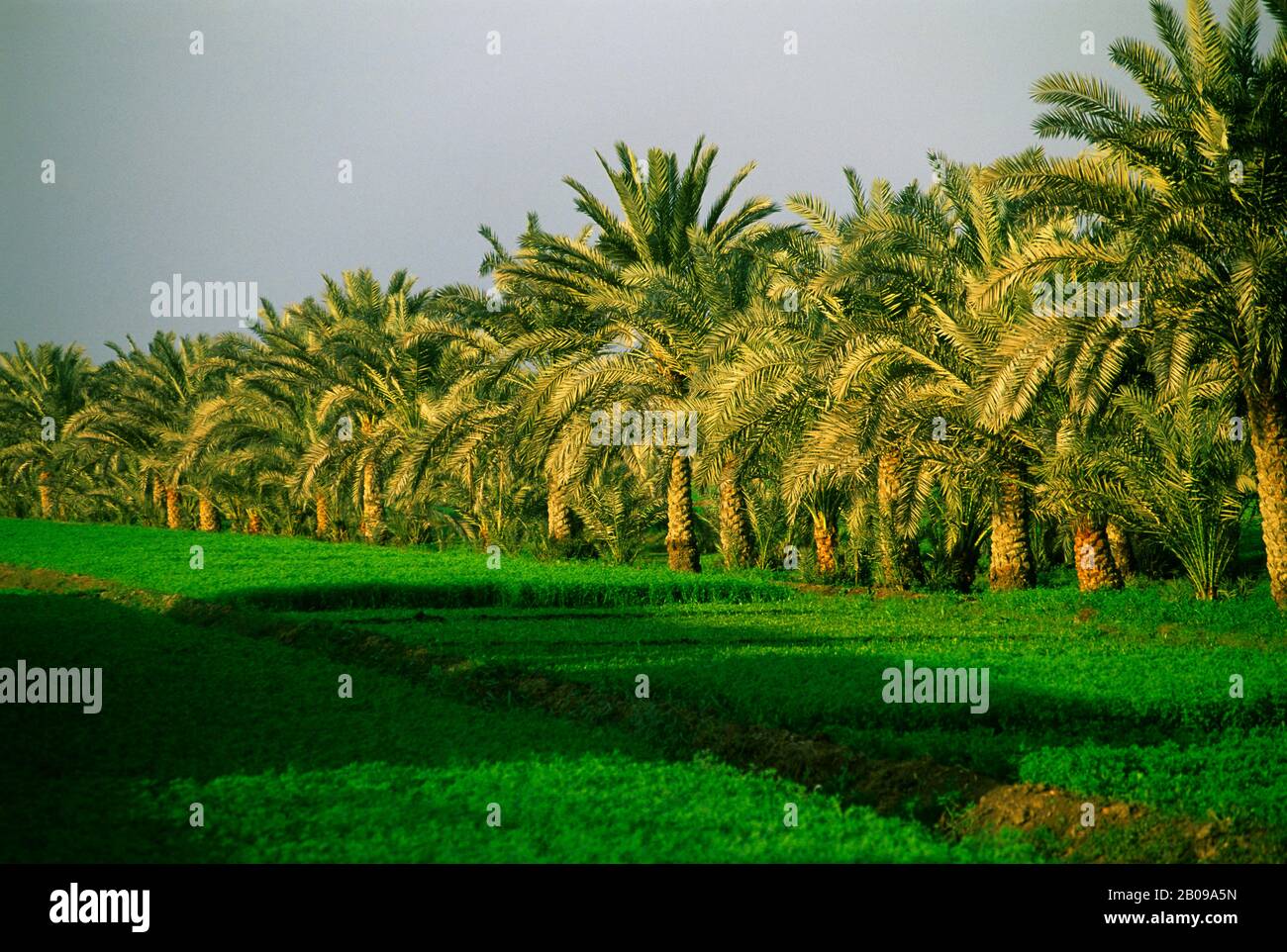 EGYPTE, PRÈS DU CAIRE, CHAMPS DE LUZERNE, DATE PALMS Banque D'Images