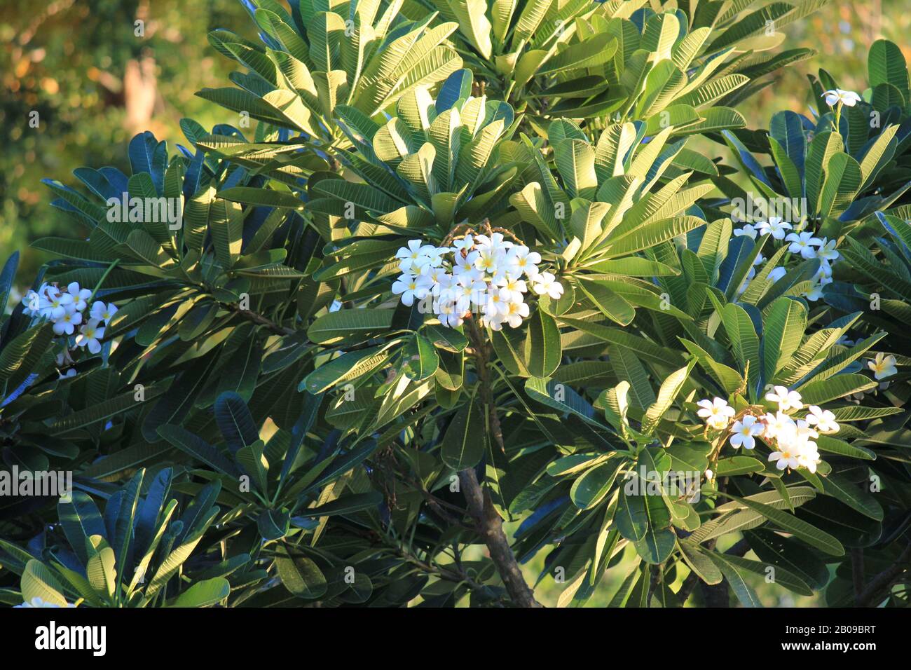 Frangipani, Timber Creek, territoire du Nord Banque D'Images