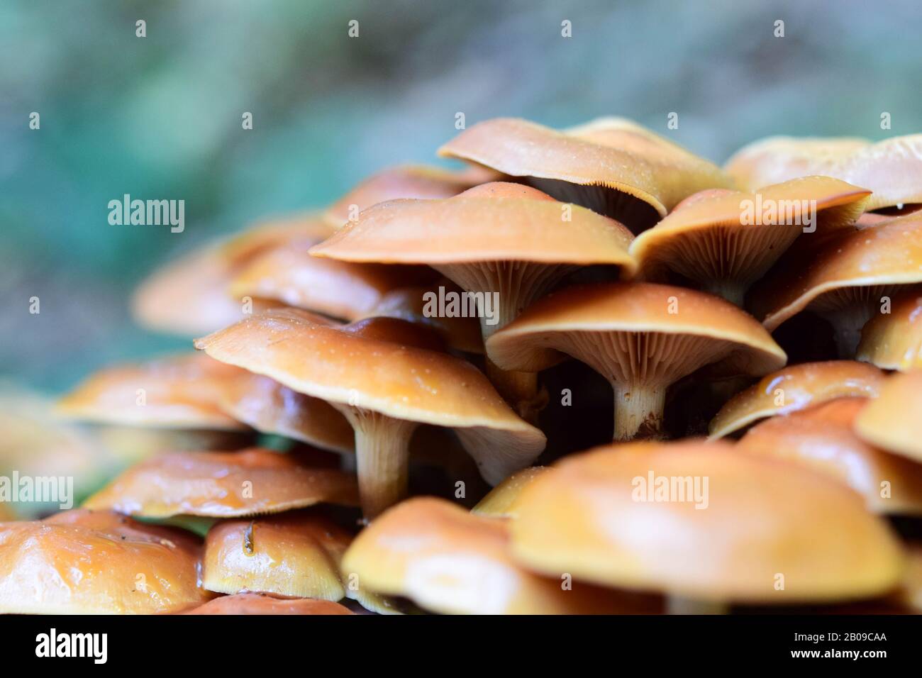 Paysage d'automne avec des champignons des bois. Nature fond Banque D'Images