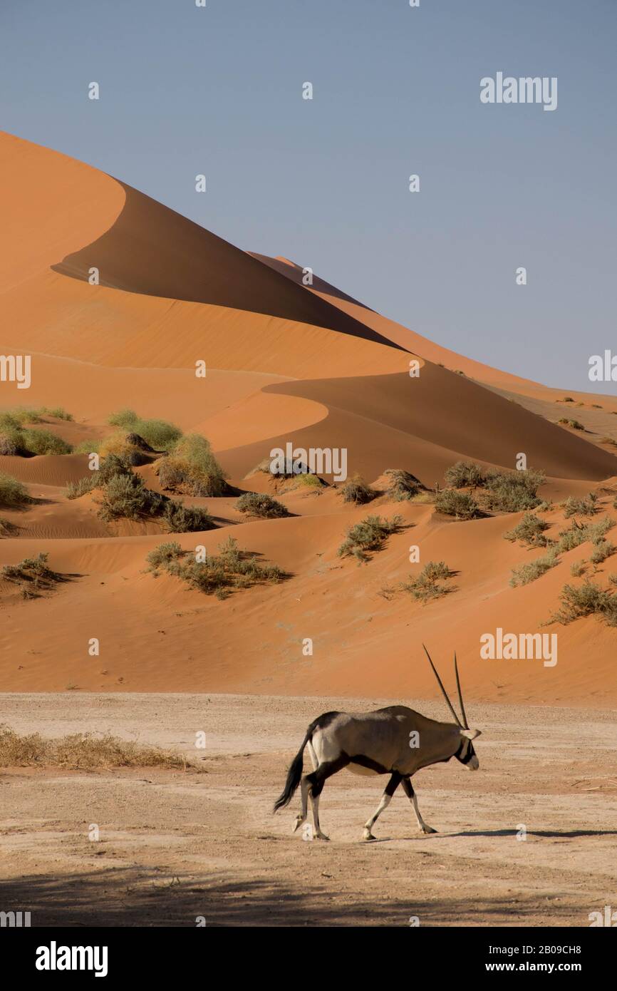 Oryx devant une dune, dans le désert du namib en Namibie. Sossusvlei Banque D'Images