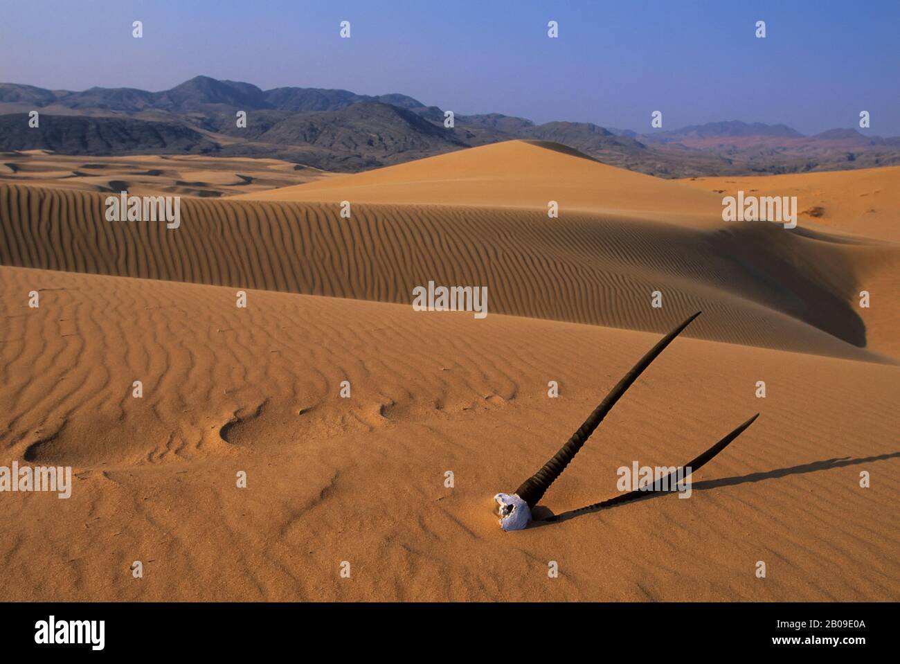NAMIBIE, DÉSERT DU NAMIB, RÉGION DE LA RIVIÈRE KUNENE, DUNES DE SABLE AVEC CRÂNE D'ORYX Banque D'Images