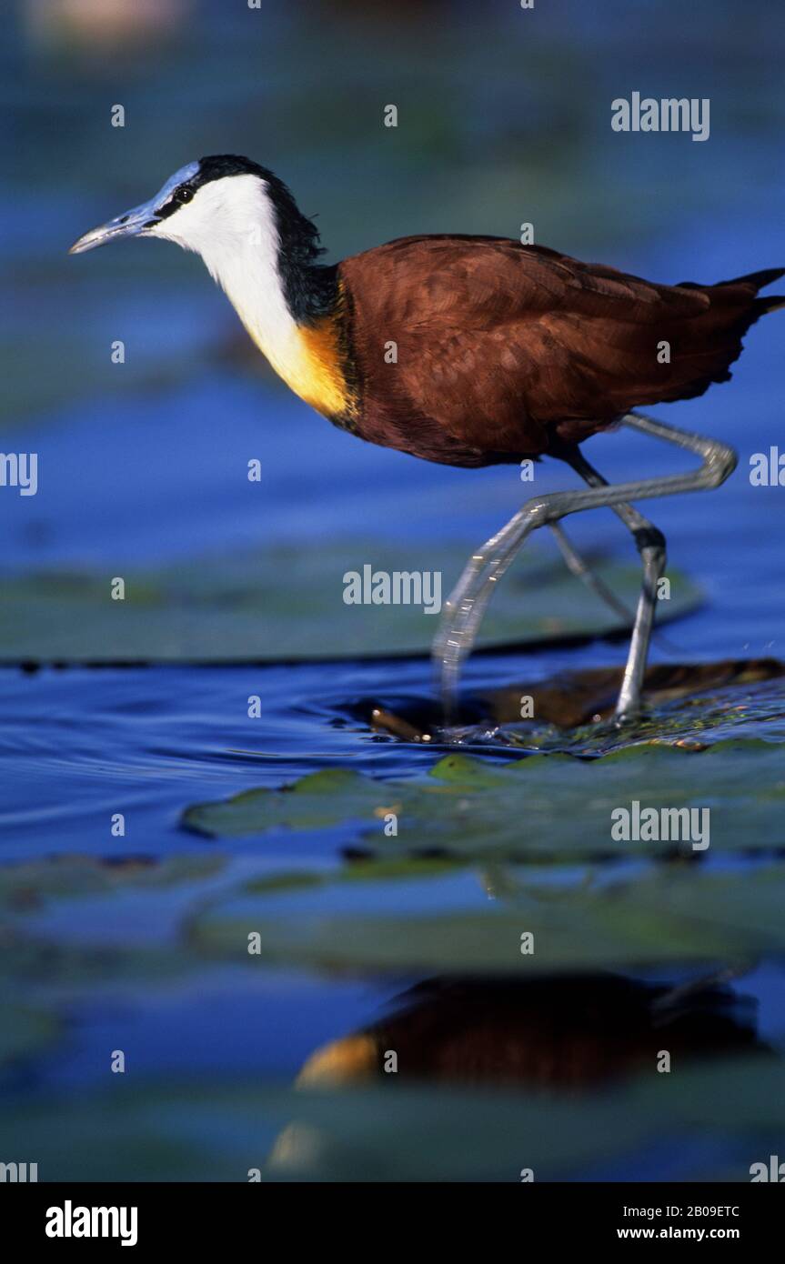 BOTSWANA, RÉSERVE FAUNIQUE DE MOREMI, DELTA D'OKAVANGO, JACANA AFRICAIN Banque D'Images