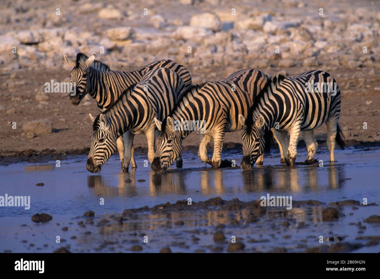 NAMIBIE, PARC NATIONAL D'ETOSHA, ZÈBRES AU TROU D'EAU Banque D'Images