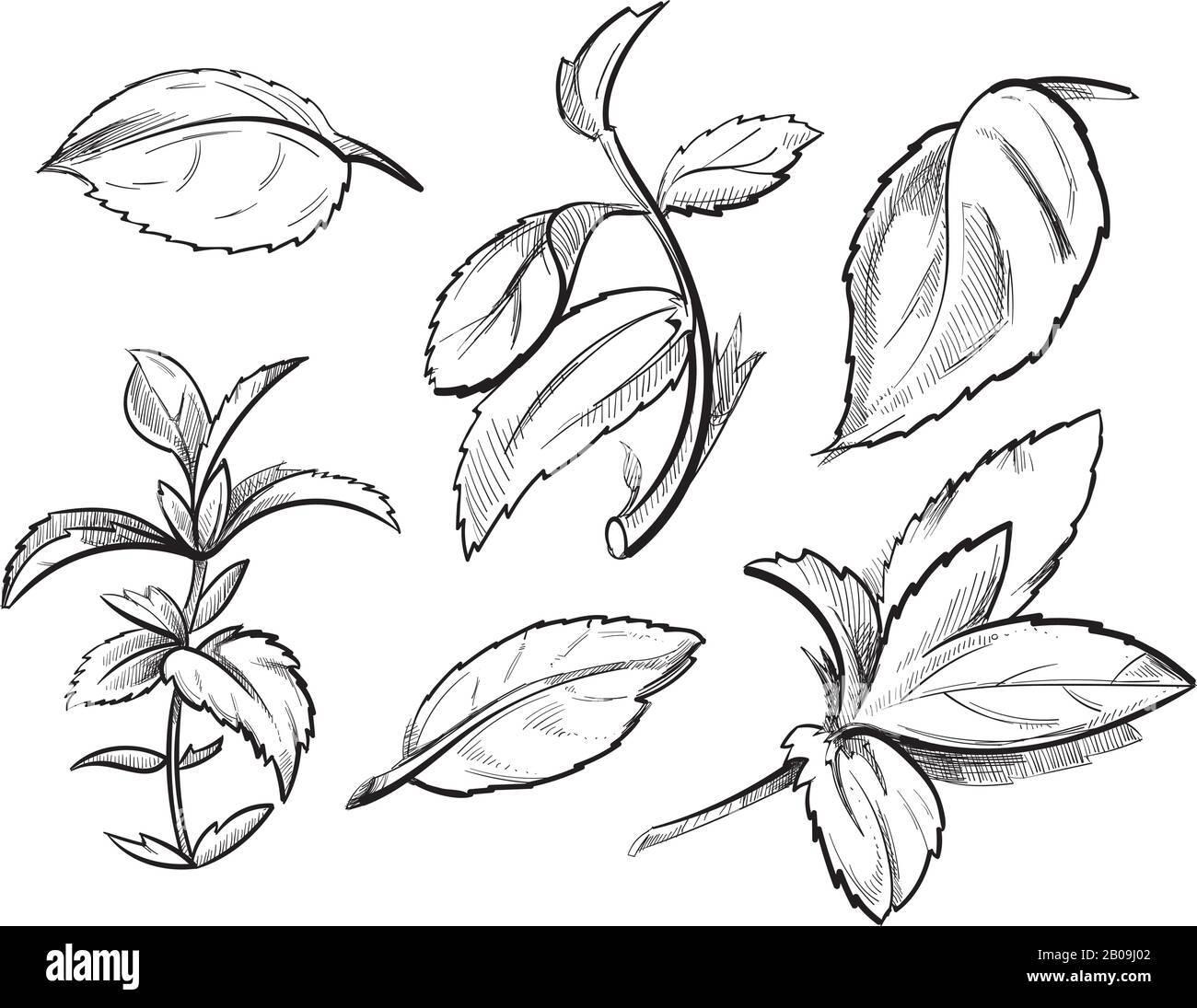 Menthe, herbe de médecine menthe poivrée feuilles main dessinée illustration vectorielle. Ingrédient en miningrédient organique, esquisse de menthe aux épices de plantes à base de plantes à base de plantes Illustration de Vecteur