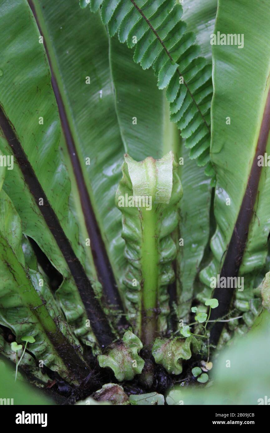 Oceaniopteris gibba, Blechnum gibbum, femme d'argent fern Banque D'Images