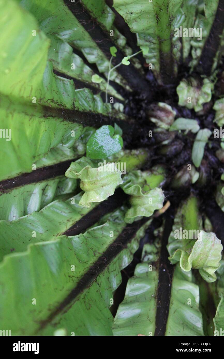 Oceaniopteris gibba, Blechnum gibbum, femme d'argent fern Banque D'Images