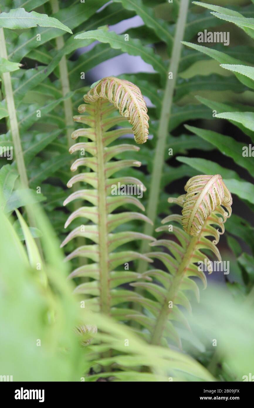 Oceaniopteris gibba, Blechnum gibbum, femme d'argent fern Banque D'Images