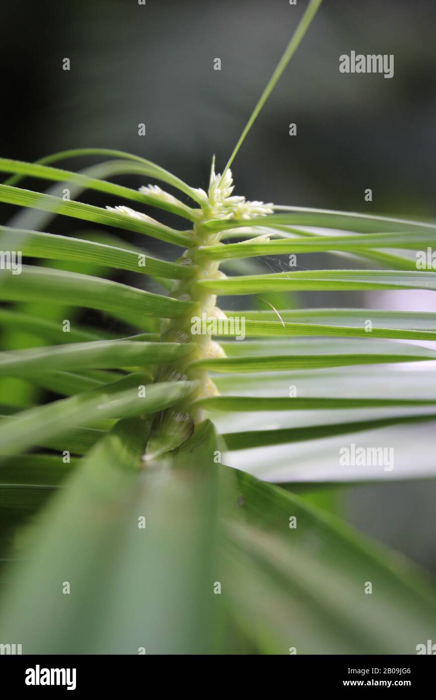 Oceaniopteris gibba, Blechnum gibbum, femme d'argent fern Banque D'Images