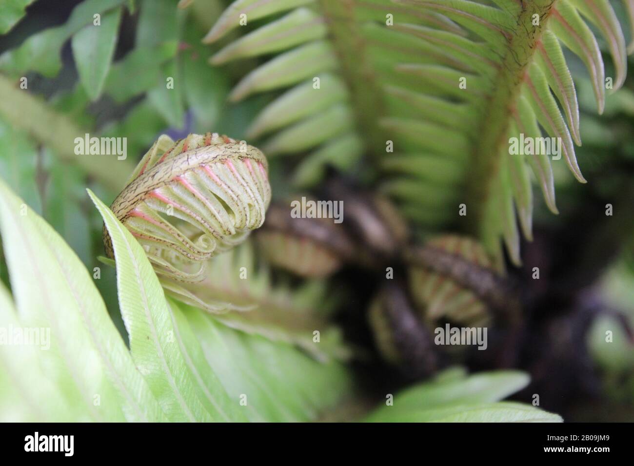 Oceaniopteris gibba, Blechnum gibbum, femme d'argent fern Banque D'Images