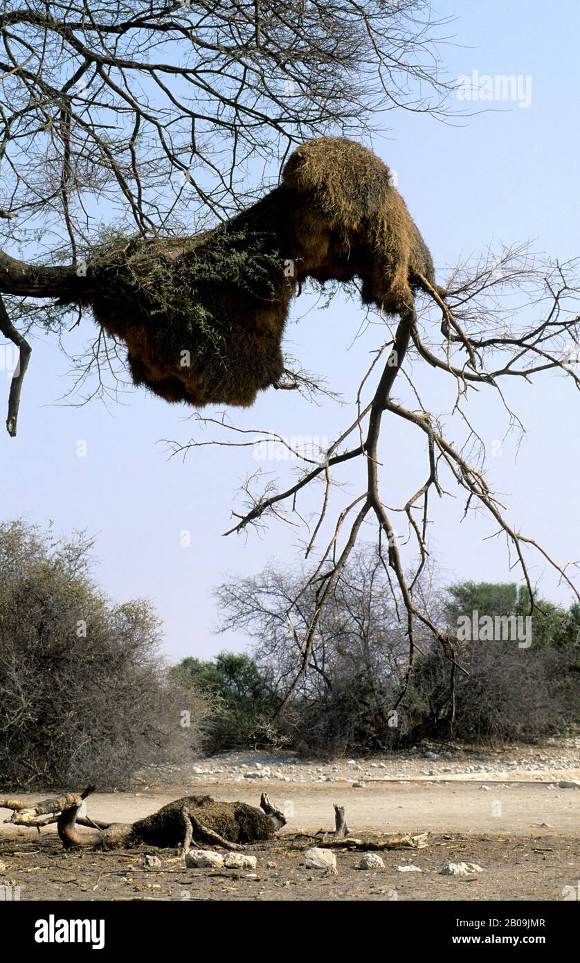 NAMIBIE, PARC NATIONAL D'ETOSHA, NID DE TISSERANDS SOCIAUX Banque D'Images