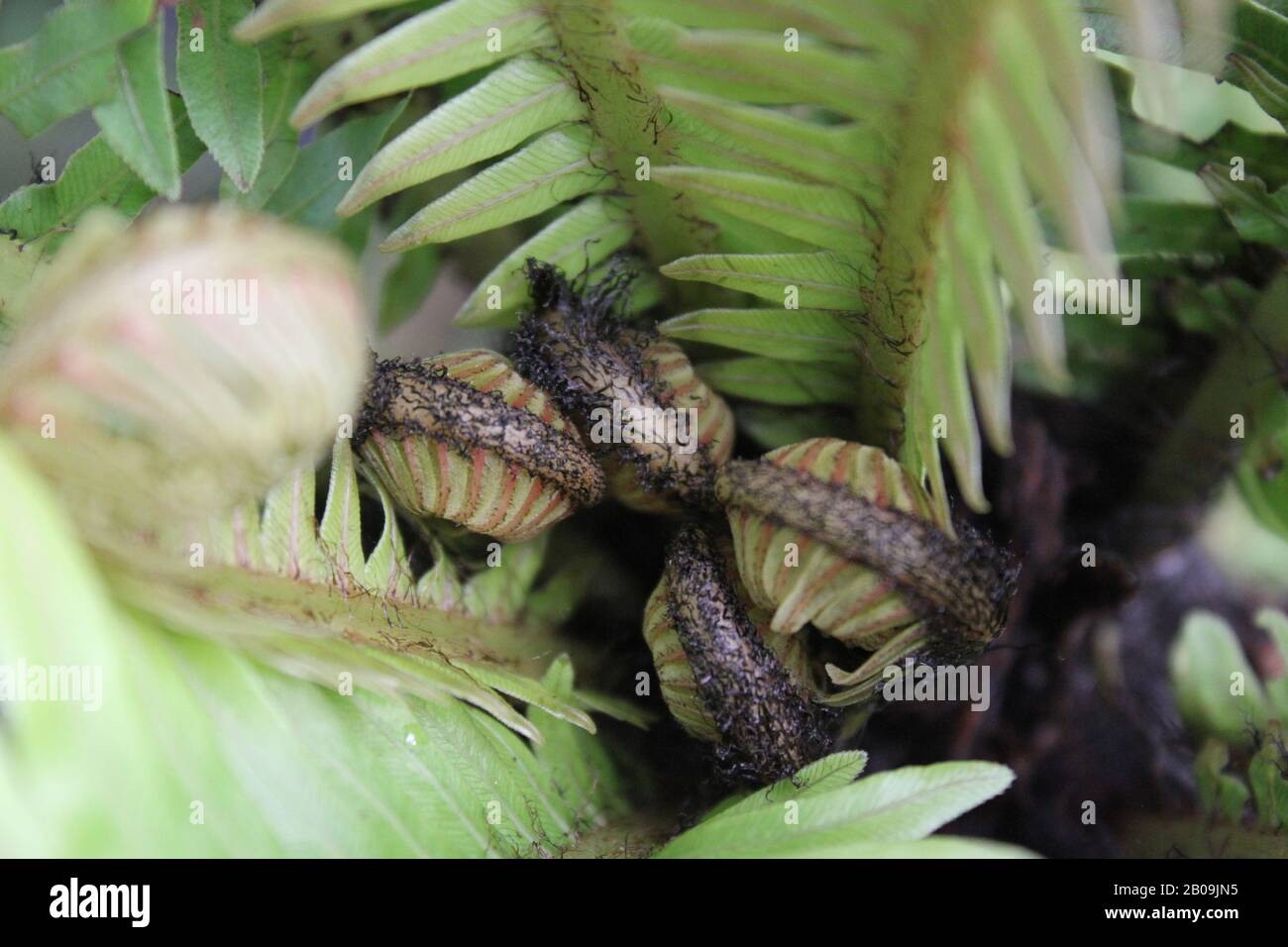 Oceaniopteris gibba, Blechnum gibbum, femme d'argent fern Banque D'Images