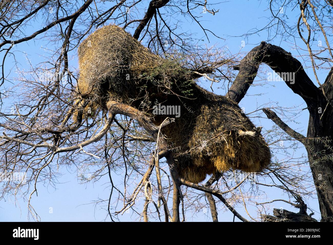 NAMIBIE, PARC NATIONAL D'ETOSHA, NID DE TISSERANDS SOCIAUX Banque D'Images