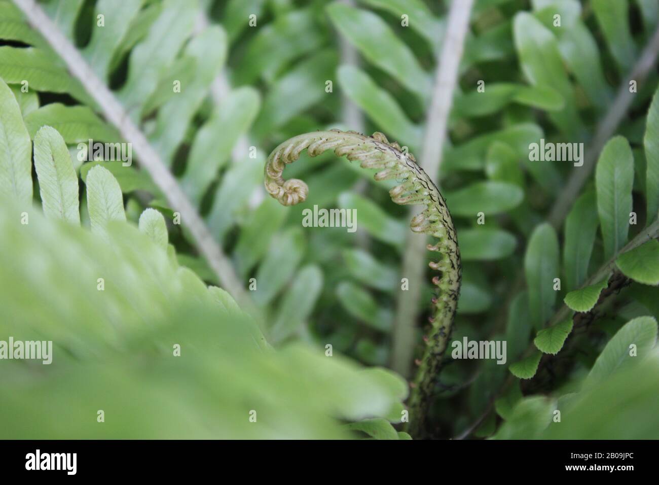 Oceaniopteris gibba, Blechnum gibbum, femme d'argent fern Banque D'Images