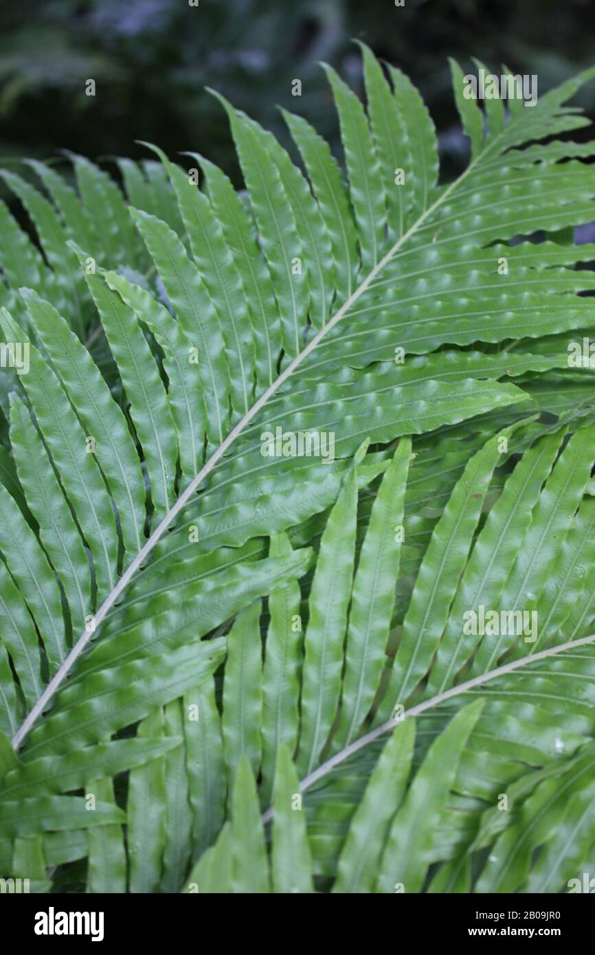 Oceaniopteris gibba, Blechnum gibbum, femme d'argent fern Banque D'Images