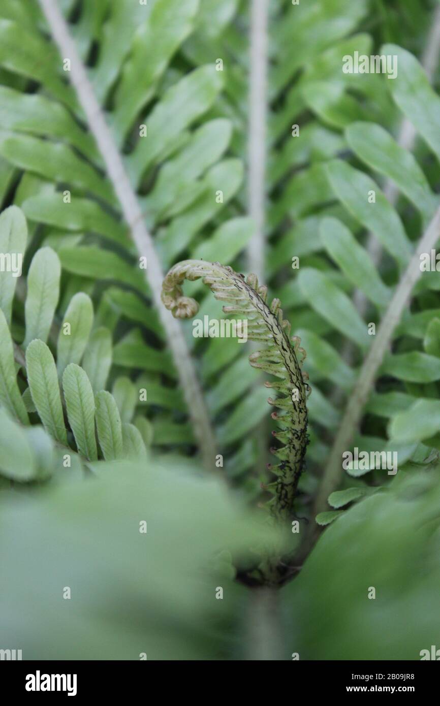 Oceaniopteris gibba, Blechnum gibbum, femme d'argent fern Banque D'Images