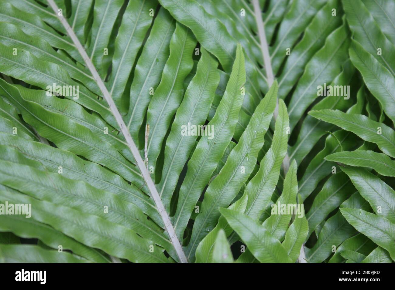 Oceaniopteris gibba, Blechnum gibbum, femme d'argent fern Banque D'Images