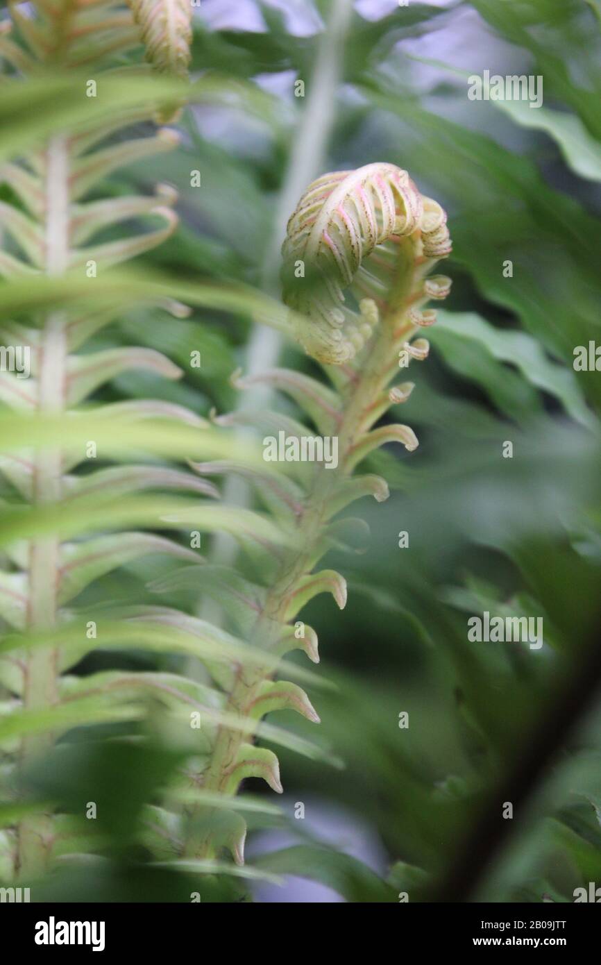Oceaniopteris gibba, Blechnum gibbum, femme d'argent fern Banque D'Images