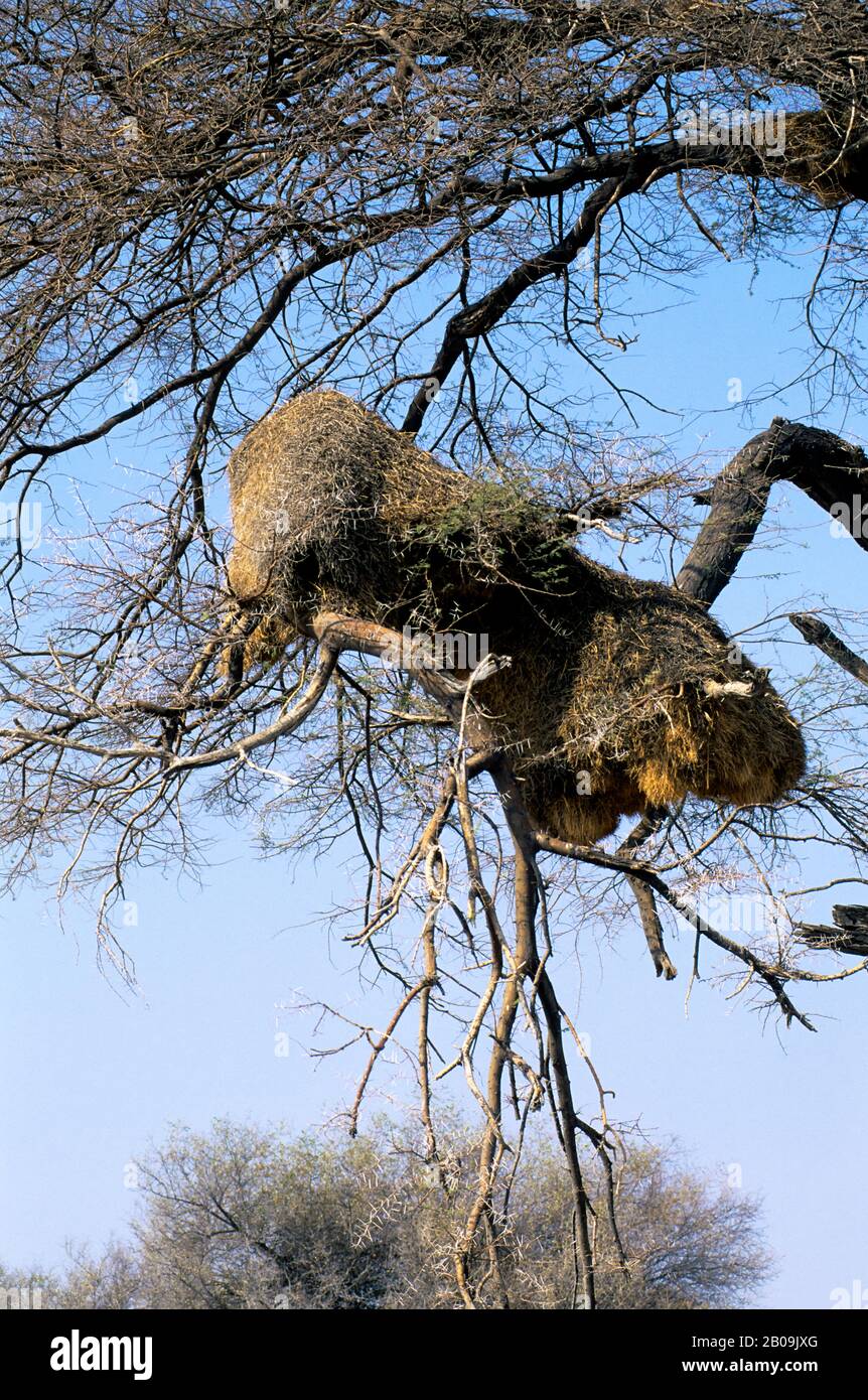 NAMIBIE, PARC NATIONAL D'ETOSHA, NID DE TISSERANDS SOCIAUX Banque D'Images