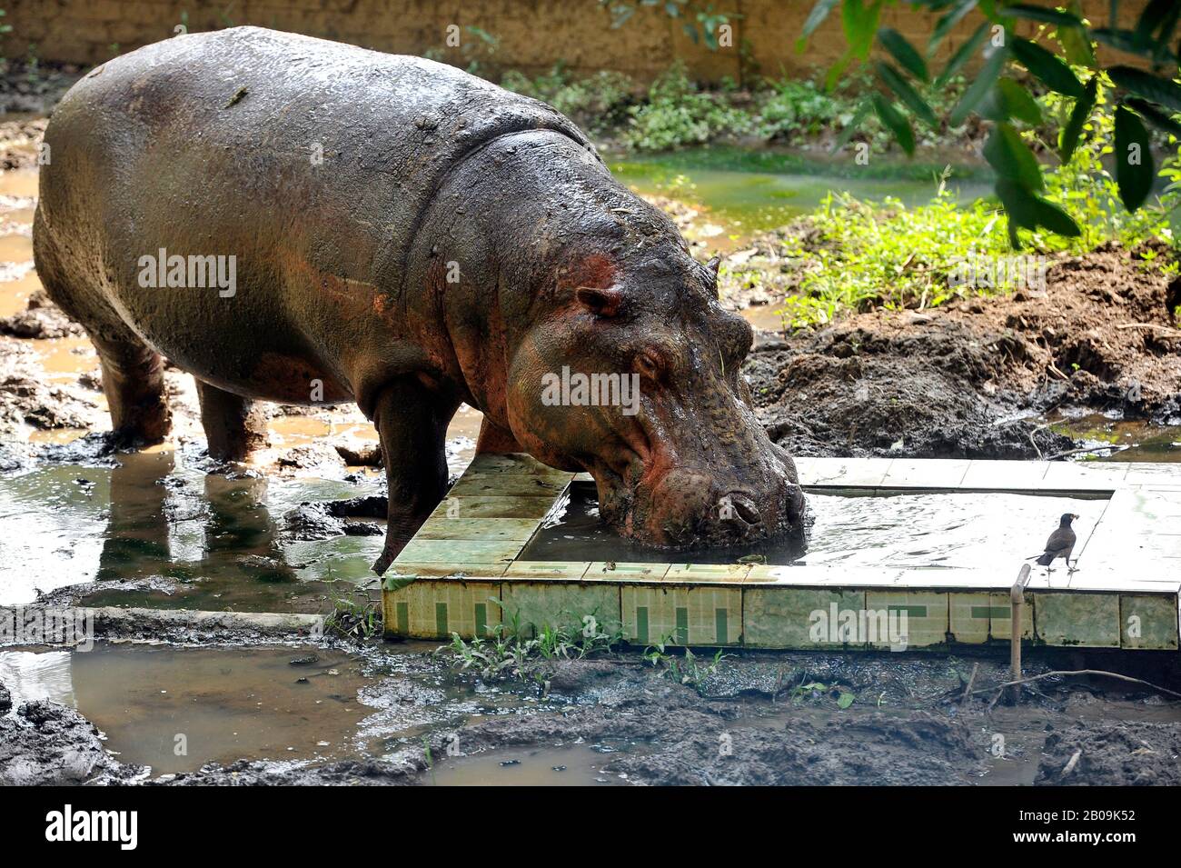 Un Hippopotamus (amphibie d'Hippopotamus) boit de l'eau dans un réservoir du zoo de Dhaka, à Mirpur, Dhaka, au Bangladesh. 26 Mai 2012. Banque D'Images