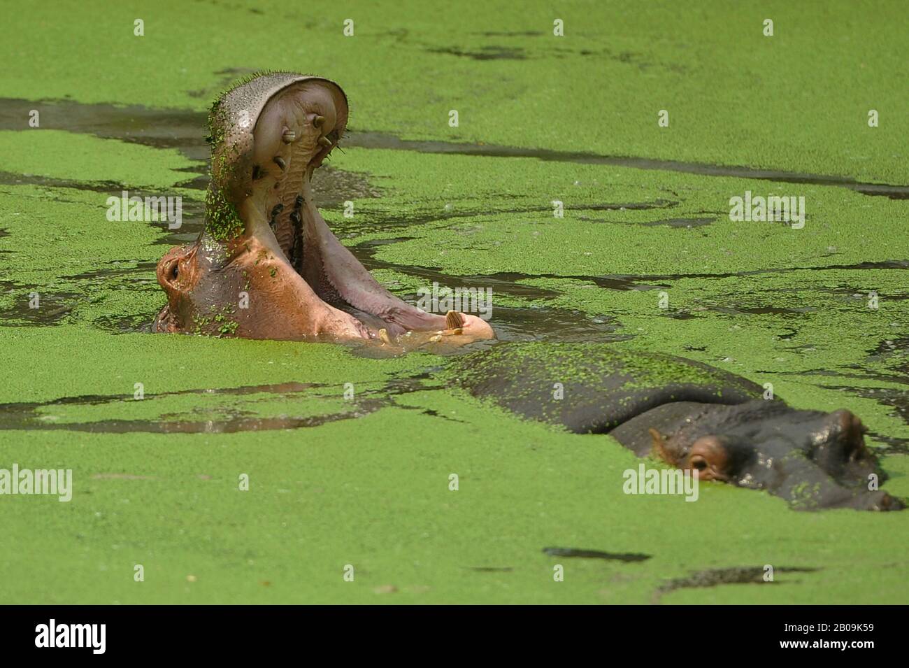 Deux Hippopotames (Hippopotamus amphibie) dans un étang du zoo de Dhaka, à Mirpur, Dhaka, Bangladesh. 26 Mai 2012. Banque D'Images