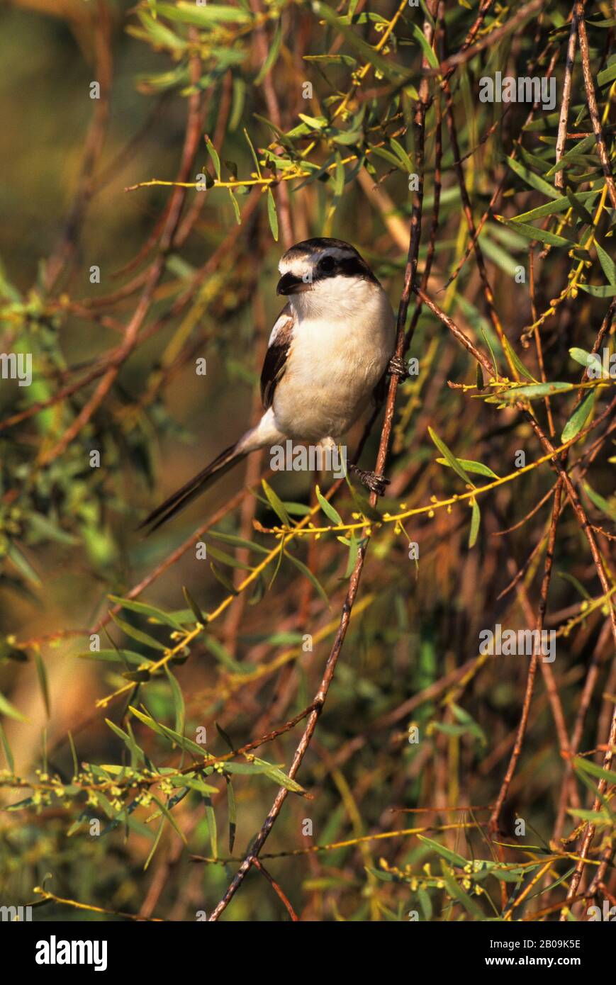 NAMIBIE, PARC NATIONAL DE LA CÔTE DU SQUELETTE, SHRIKE Banque D'Images