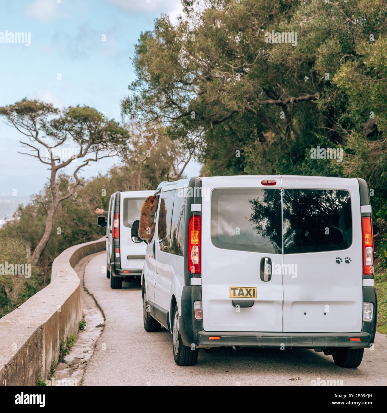 Singe accroché sur une fenêtre de taxi par une route circulaire dans la Réserve naturelle de Gibraltar Banque D'Images