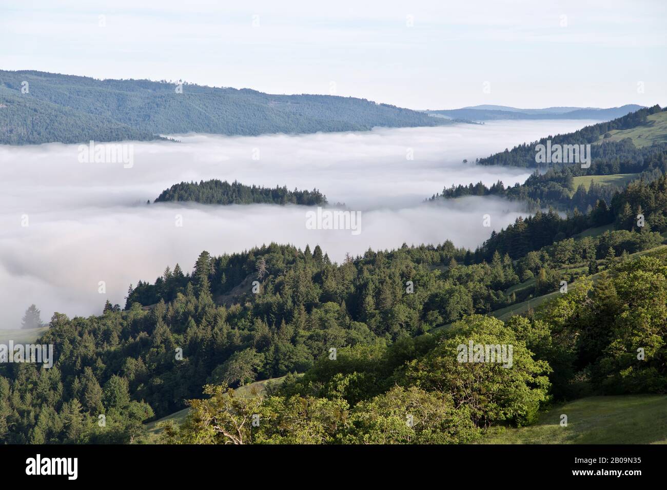 Influencé par le brouillard côtier, le bassin rempli de Redwood Creek, Berry Summit, Californie. Banque D'Images