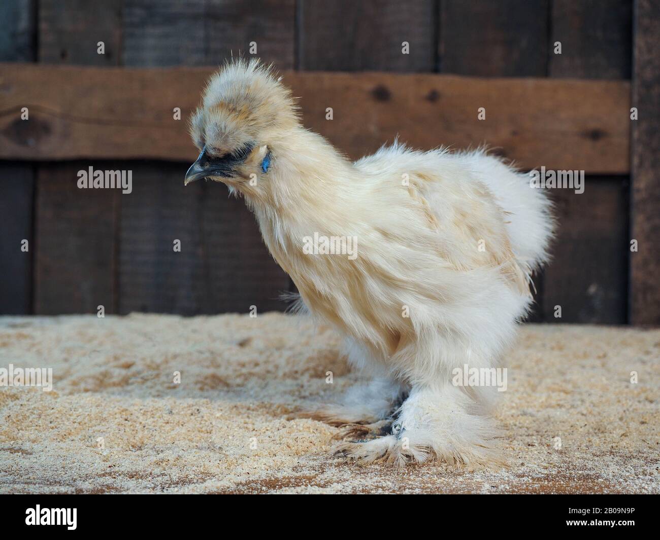 Des poulets incroyablement moelleux. Race de soie chinoise, oiseaux très inhabituels Banque D'Images