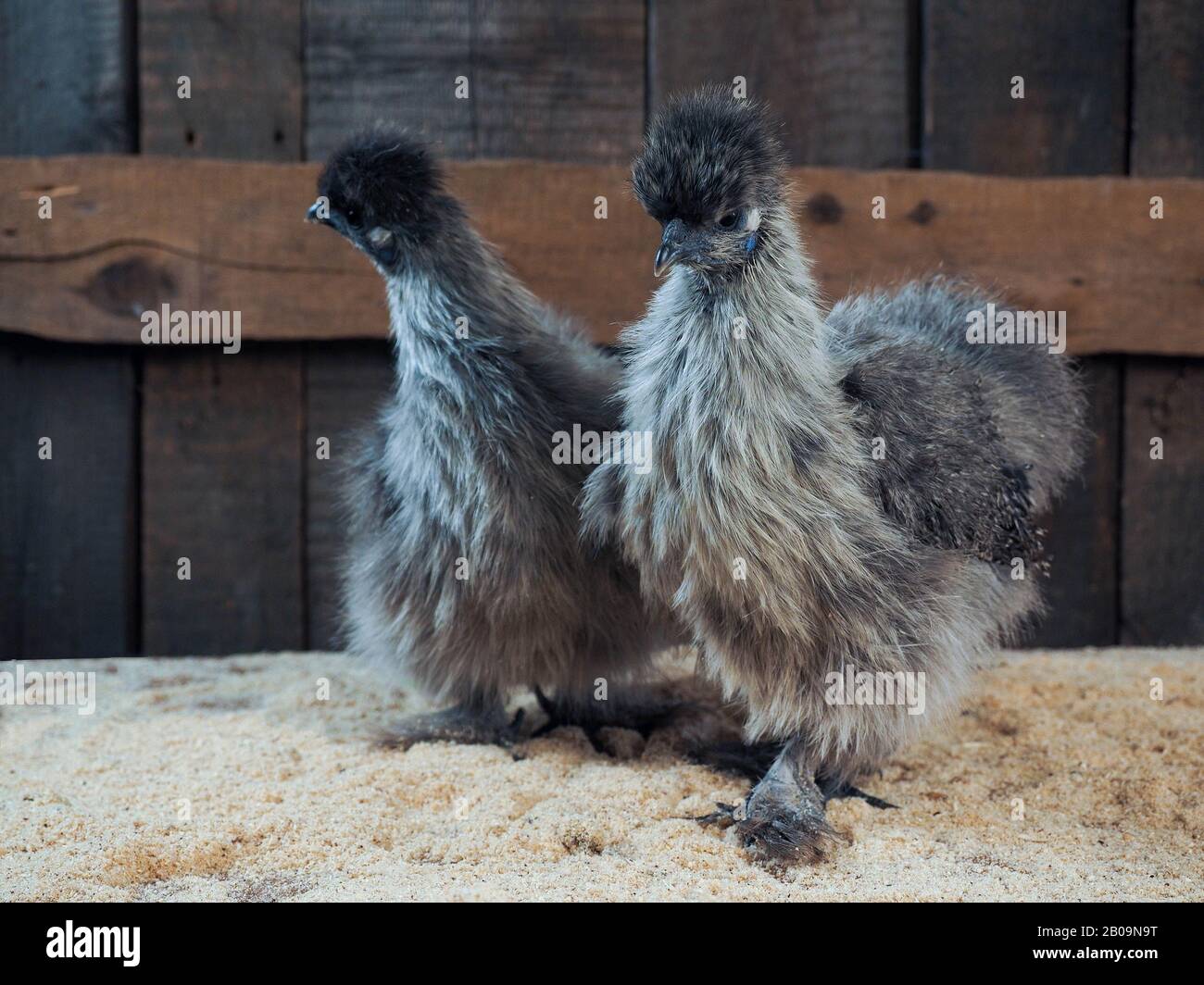 Des poulets incroyablement moelleux. Race de soie chinoise, oiseaux très inhabituels Banque D'Images