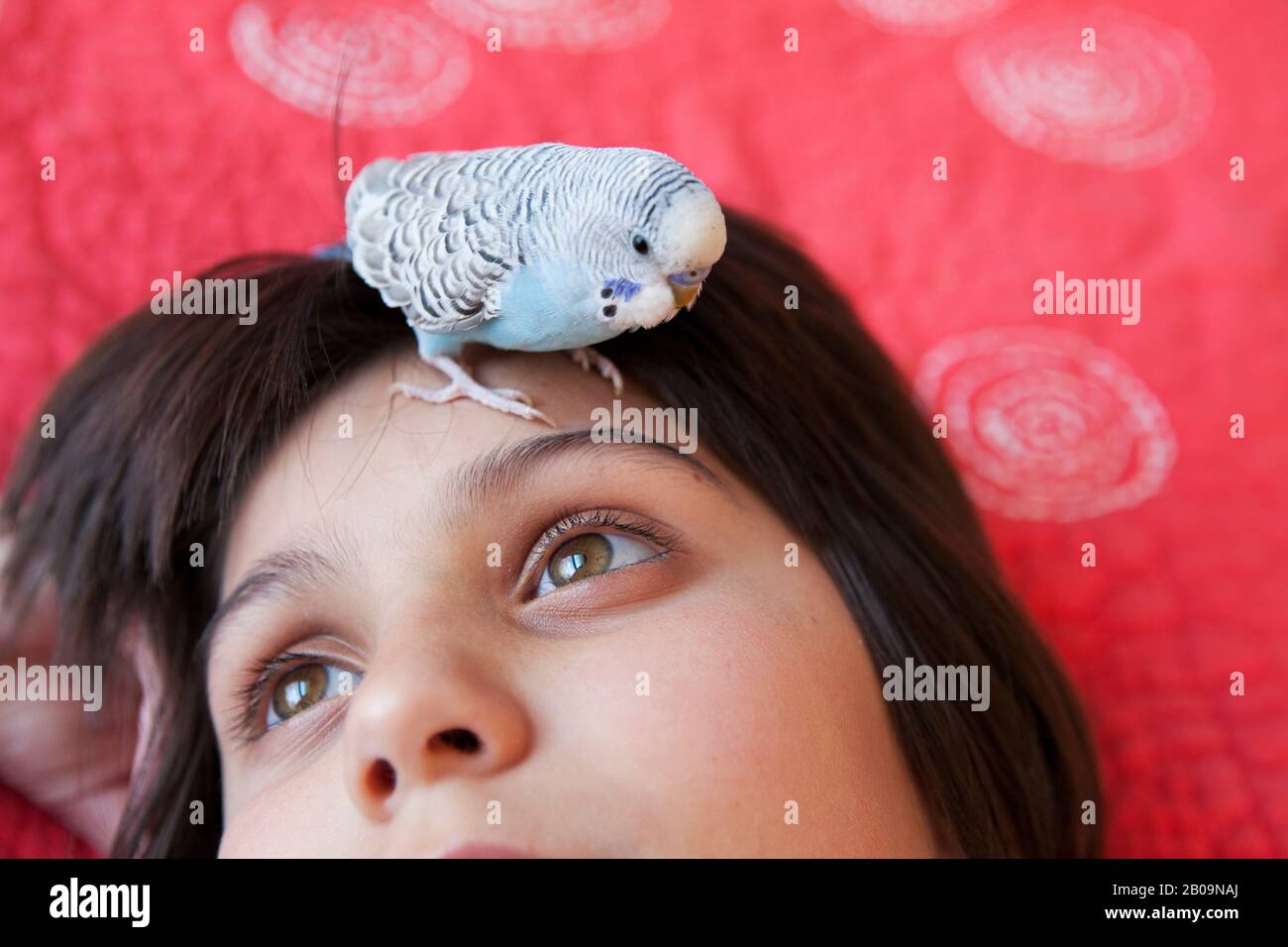fille et son pakeet animal de compagnie Banque D'Images