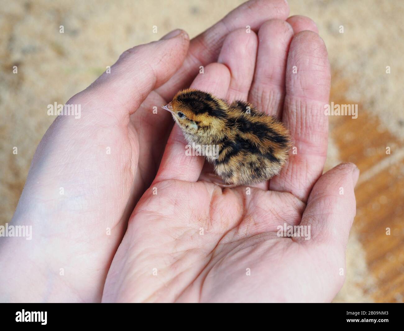 Petite caille d'oiseau de poulet nouveau-né dans les mains humaines Banque D'Images
